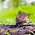 Year-Round Pest Control Plans: The Complete Guide to Keeping Your Home Safe and Organized