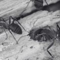 Ants Control and Prevention: A Comprehensive Guide for Home Maintenance