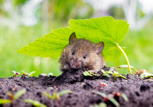 Year-Round Pest Control Plans: The Complete Guide to Keeping Your Home Safe and Organized