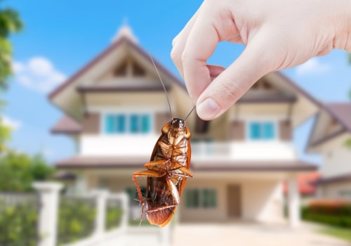 DIY Pest Traps and Repellents: Keep Your Home Safe and Organized